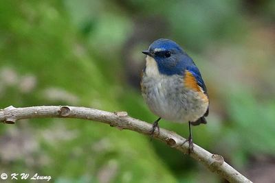 Red-flanked Bluetail DSC_2388