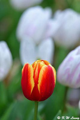 Tulip DSC_2560