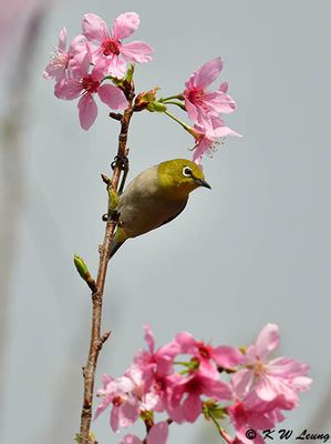 Japanese White-eye DSC_3004