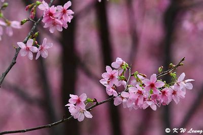 HKIA Cherry Blossom Garden (機場櫻花園)