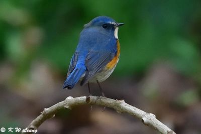 Red-flanked Bluetail DSC_2512
