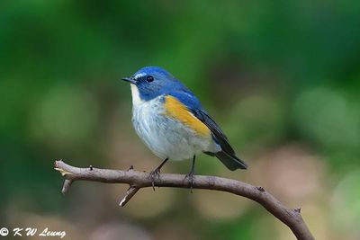 Red-flanked Bluetail DSC_2019