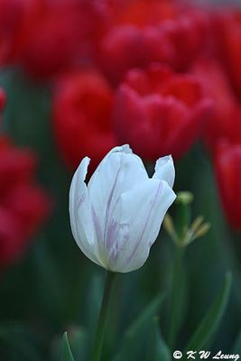 Tulip DSC_9029