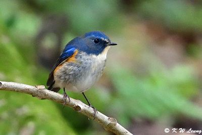 Red-flanked Bluetail DSC_2381