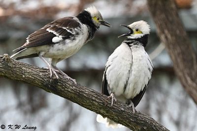 Black-collared starling DSC_9157