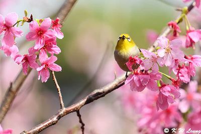 Japanese White-eye DSC_3112