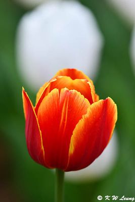 Tulip DSC_2578
