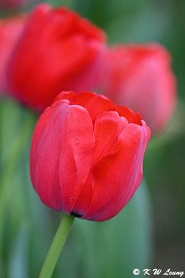 Tulip DSC_9058