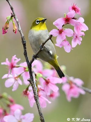 Japanese White-eye DSC_3142