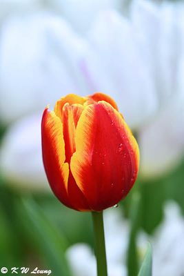 Tulip DSC_2551