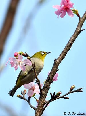 Japanese White-eye DSC_3182