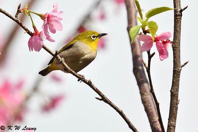 Japanese White-eye DSC_3107