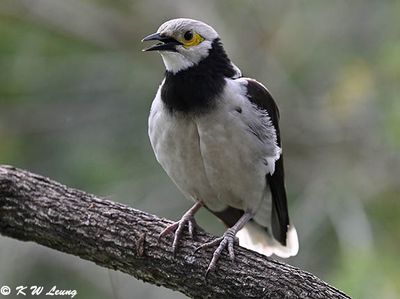 Black-collared starling DSC_9189