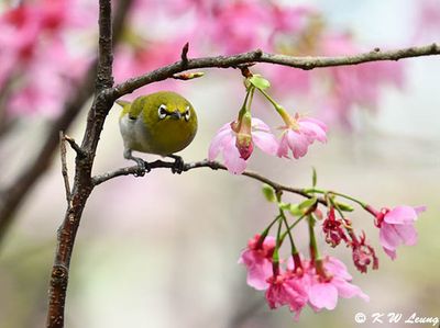 Japanese White-eye DSC_3070