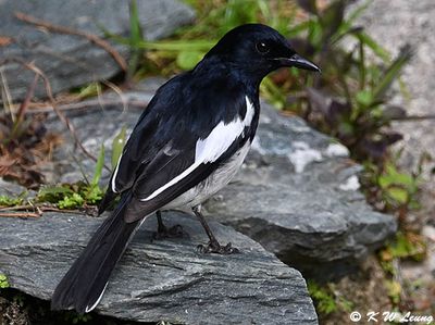 Oriental Magpie Robin DSC_9108