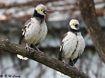 Black-collared starling DSC_9167