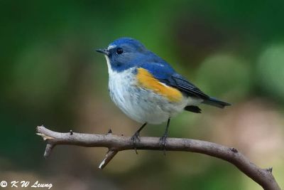 Red-flanked Bluetail (紅脇藍尾鴝)