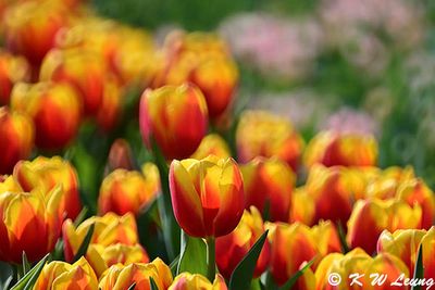 Tulips DSC_9895