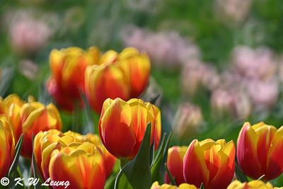 Tulips DSC_9893