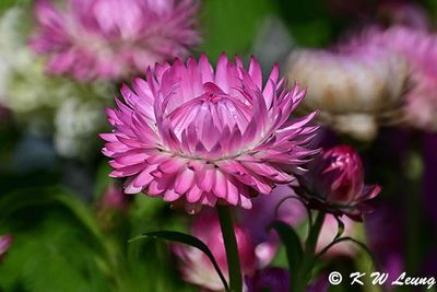Strawflower DSC_9912