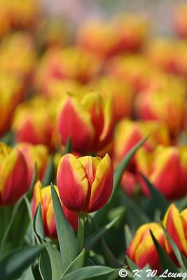 Tulips DSC_9879