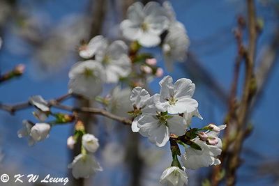 Cherry blossom DSC_9953