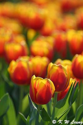 Tulips DSC_9889