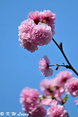 Cherry blossom DSC_9944