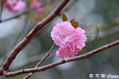 Cherry blossom DSC_0139