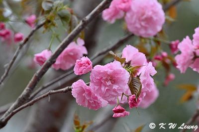 Cherry blossom DSC_0175