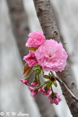 Cherry blossom DSC_0170