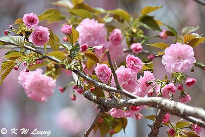 Cherry blossom DSC_0255