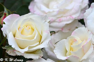 Roses DSC_0075