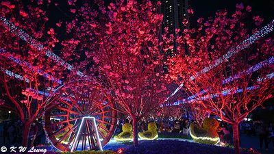 Cherry blossoms @ night DSC_0316