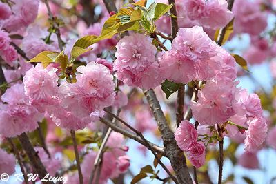 Cherry blossom DSC_0241