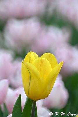 Tulip DSC_0055