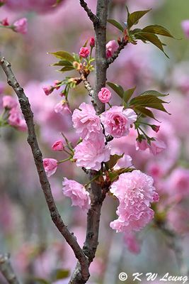 Cherry blossom DSC_0266