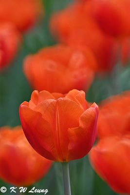 Tulip DSC_0041
