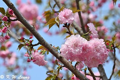 Cherry blossom DSC_0268