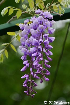 Wisteria sinensis (紫藤花)