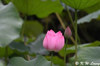 Lotus DSC_1898