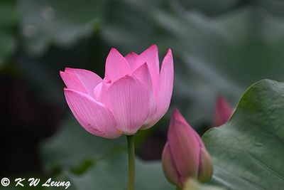 Lotus DSC_1885