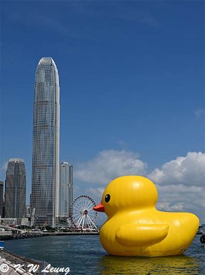 Giant rubber duck @ Victoria Harbour DSC_1904