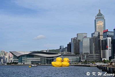 Giant rubber ducks @ Victoria Harbour DSC_1941