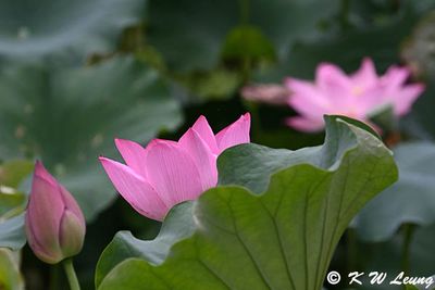 Lotus DSC_1888