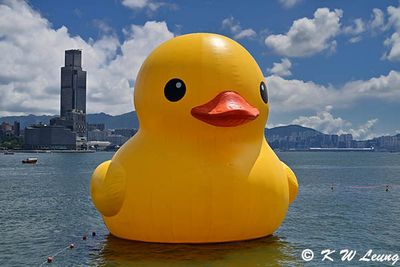 Giant rubber duck @ Victoria Harbour DSC_1914.jpg