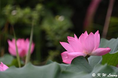 Lotus DSC_1894