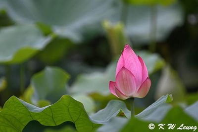 Lotus DSC_1895