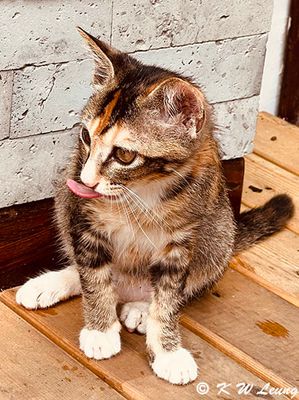 Cat IMG_4714