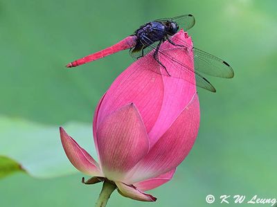Dragonflies (蜻蜓)